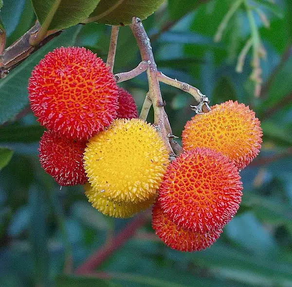 Arbutus