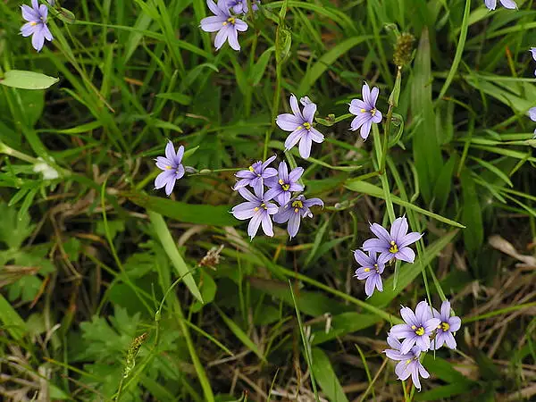 Strict Blue Eyed Grass