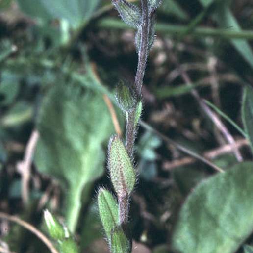 Small Flowered Forget Me Not