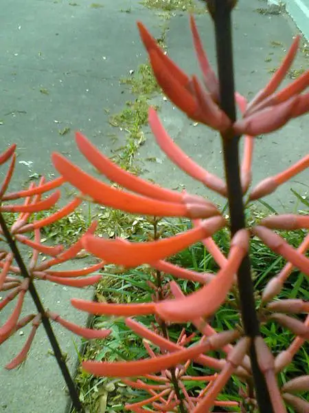 Naked Coral Tree