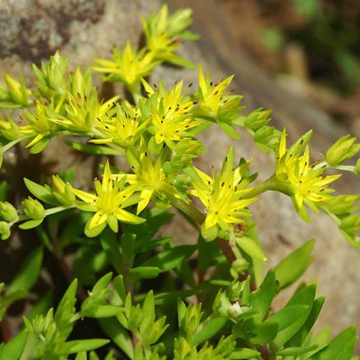 Star Sedum