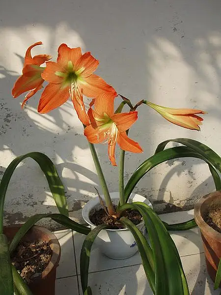 Striated Hippeastrum
