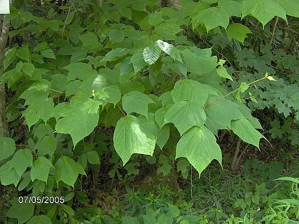 Goosefoot