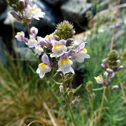 Striped Toadflax