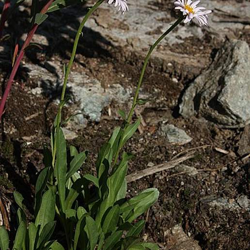 Glacial Daisy, Glacial Fleabane, Subalpine Fleabane,