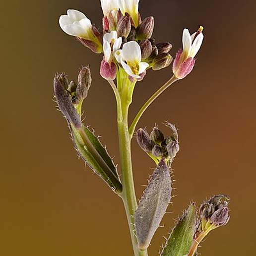 Hairy Rockcress