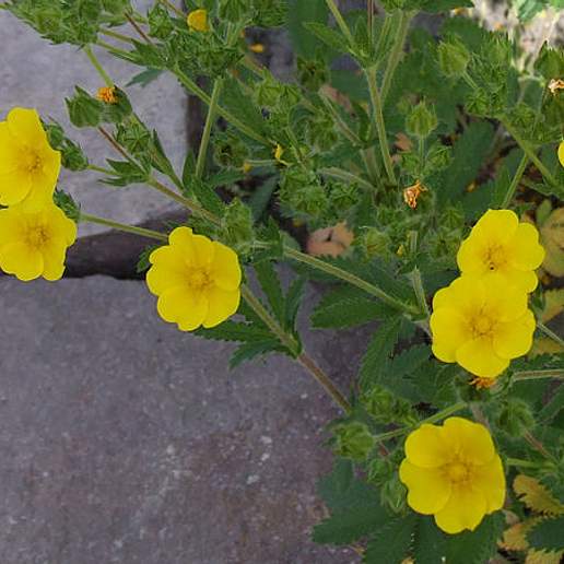 Erect Cinquefoil