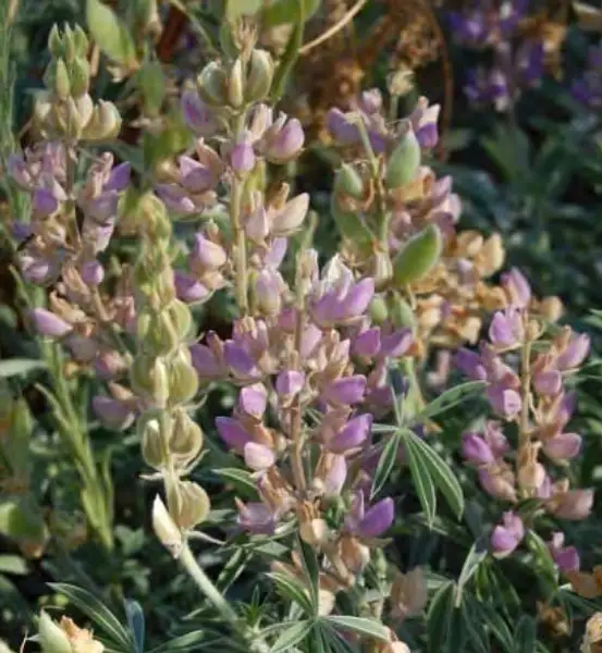 Summer Lupine