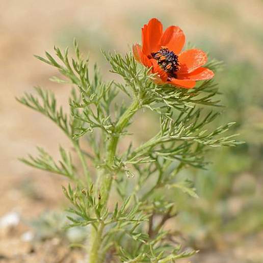 Summer Pheasant's Eye