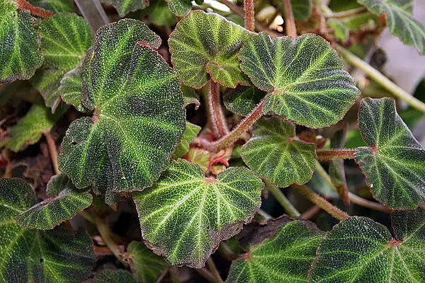 Sun Changing Begonia