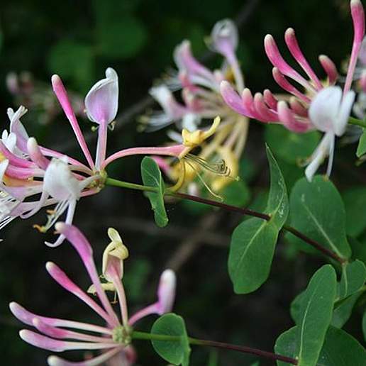 Etruscan Honeysuckle
