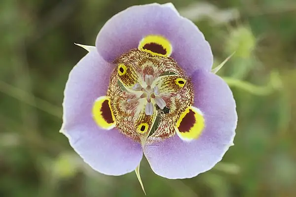 Yellow Mariposa