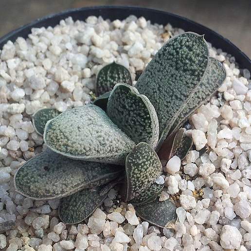 Gasteria baylissiana