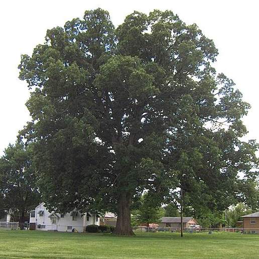 Swamp Chestnut Oak
