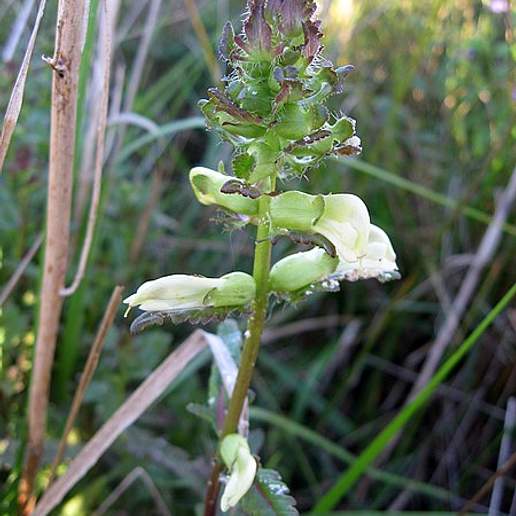 Swamp Lousewort