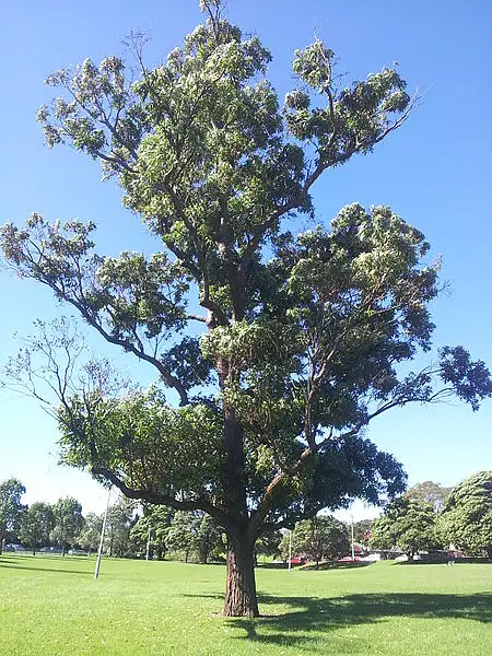 Swamp Stringybark