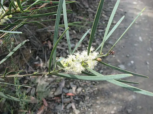 Sweet Scent Wattle