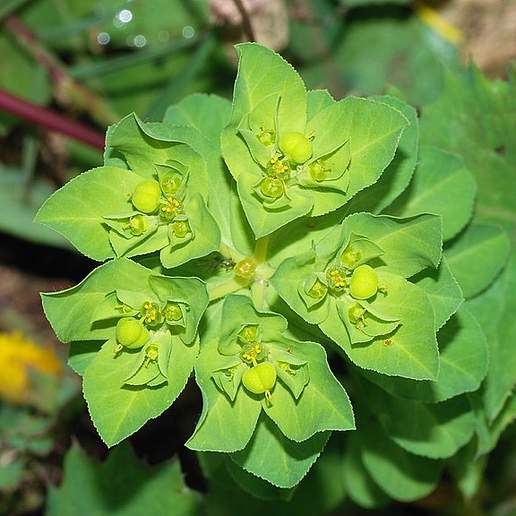 Euphorbia Fimbriata