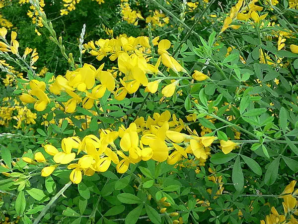 Madeira Broom
