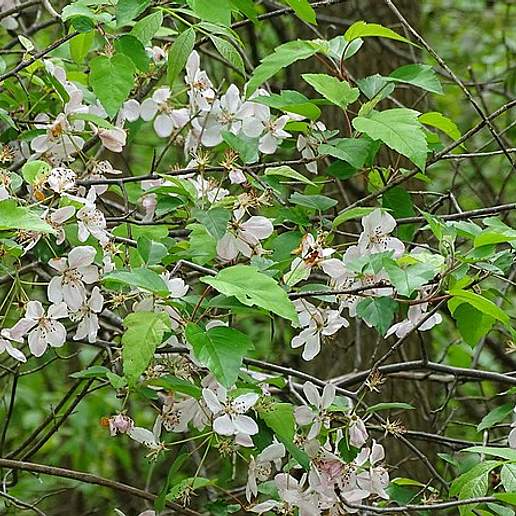 Fragrant Crabapple