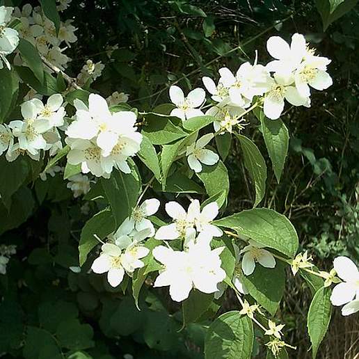 European Mock Orange