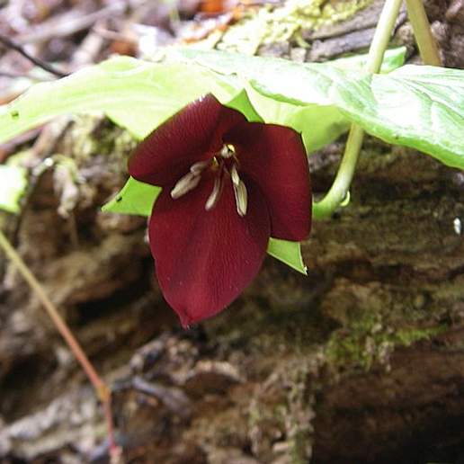 Vasey's Trillium