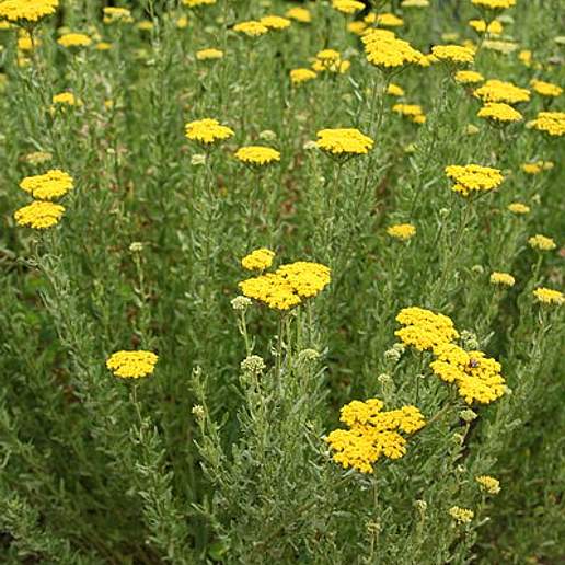 Sweet Yarrow