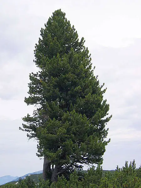 Arolla Pine