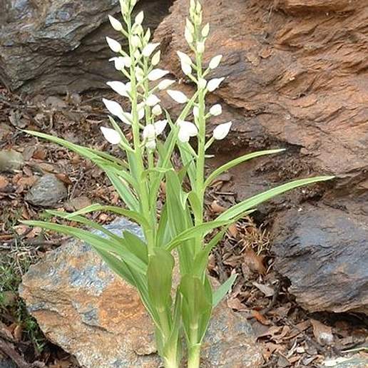 Narrow Leaf Helleborine
