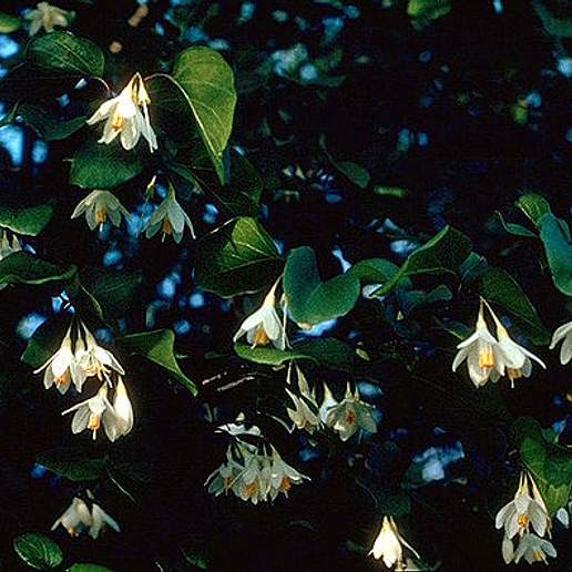 Sycamoreleaf Snowbell