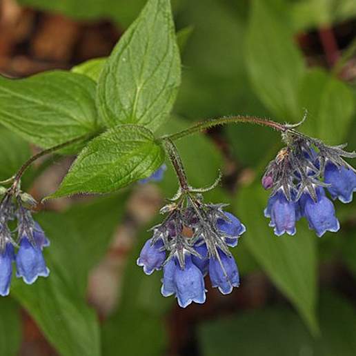 Panicled Lungwort