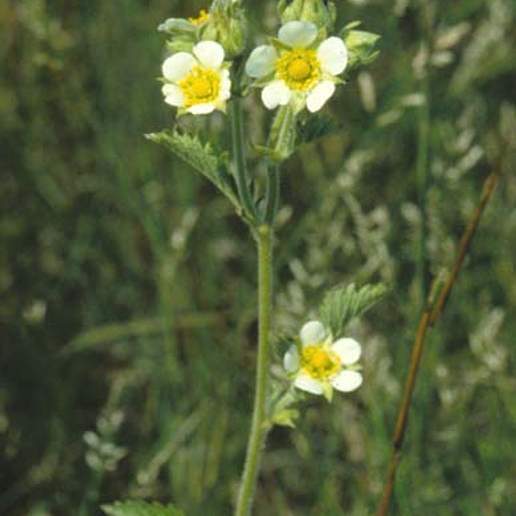 Tall Cinquefoil