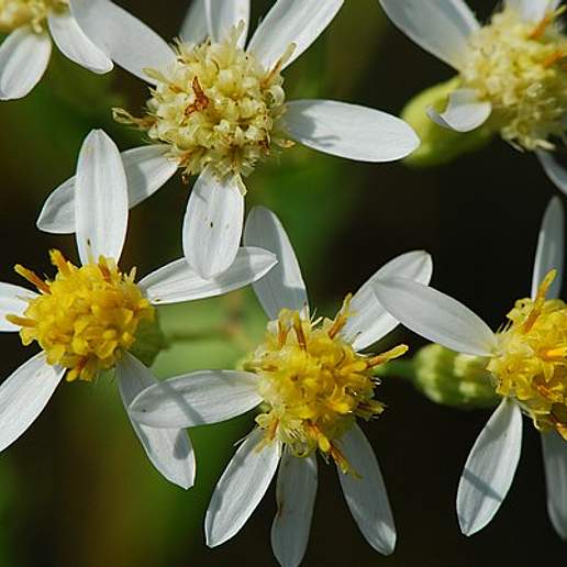 Tall Flat Topped White Aster