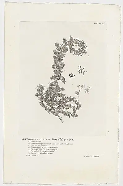 Anthospermum Aethiopicum Ternifolium