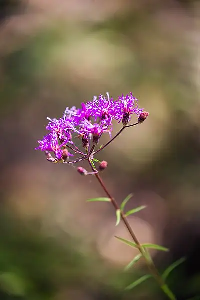 Tall Ironweed
