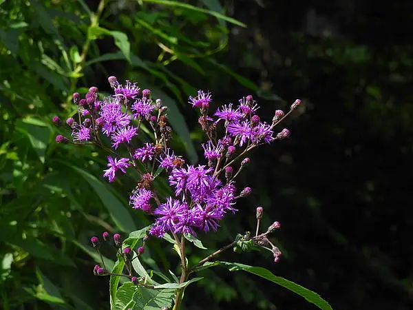 Ironweed