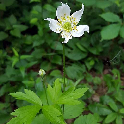 Thimbleweed