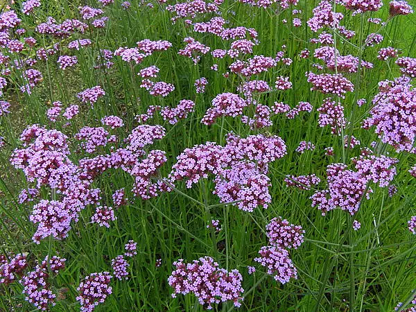 Purpletop Vervain