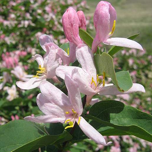 Tartarian Honeysuckle