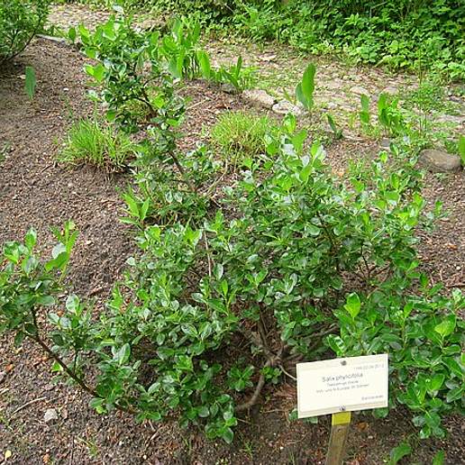 Tea Leaved Willow