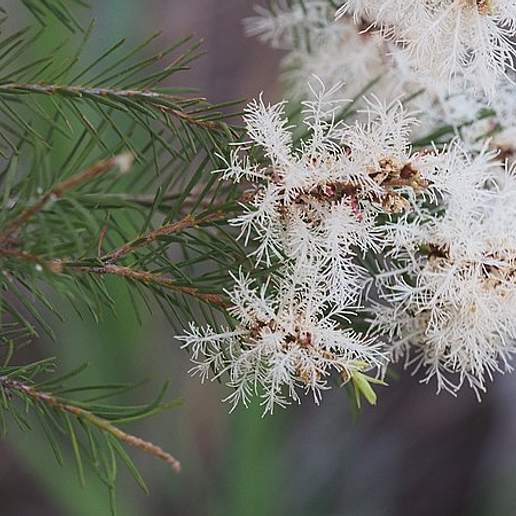 Tea Tree