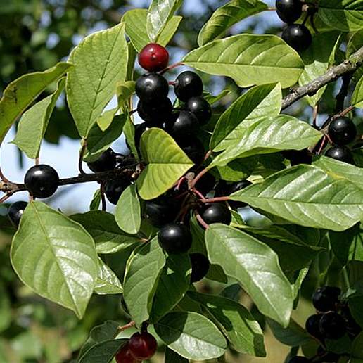 Glossy Buckthorn