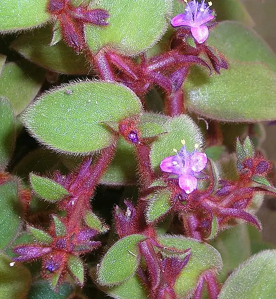 Teddy Bear Vine
