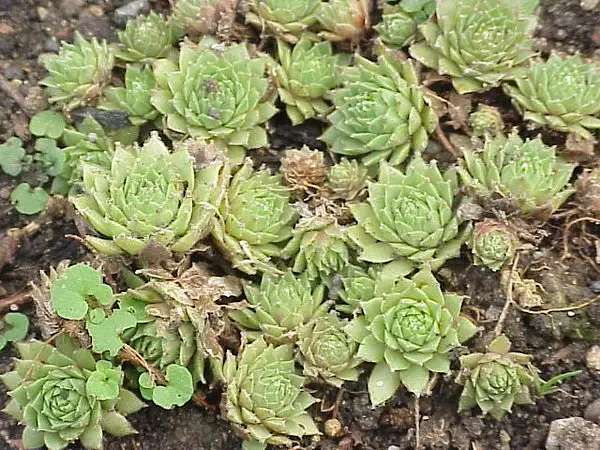 Teneriffe Houseleek