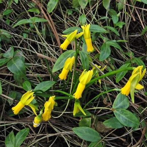 Cyclamen Flowered Daffodil
