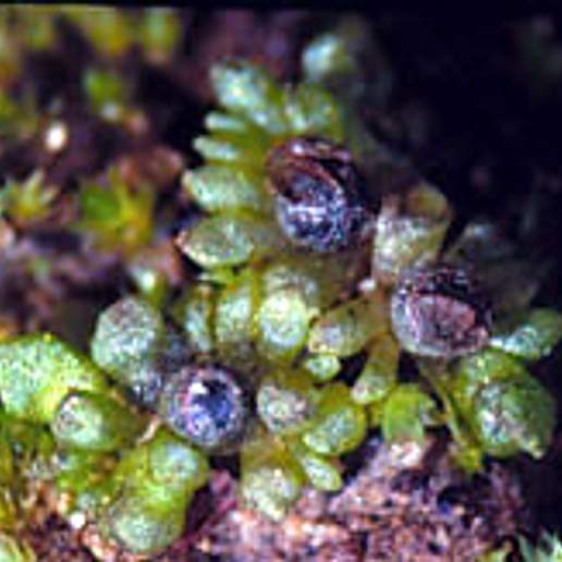 Sphaerocarpos Terrestris