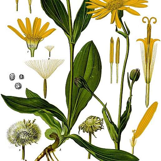 Arnica