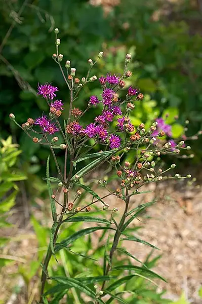 Texas Ironweed