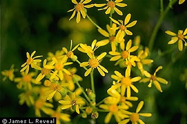 Texas Groundsel