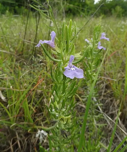 Texas Sage